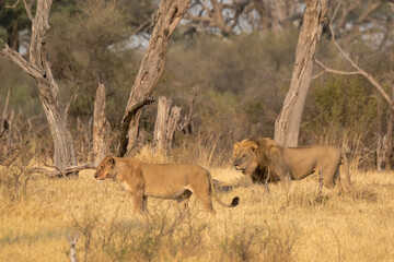 lions in BWA