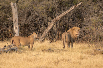 lions in BWA