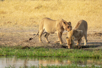 lions in BWA