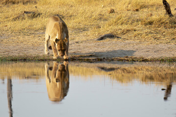 lions in BWA