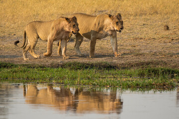 lions in BWA