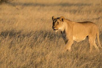 Lions in BWA