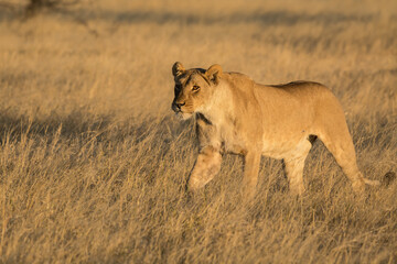 Lions in BWA