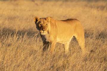 Lions in BWA