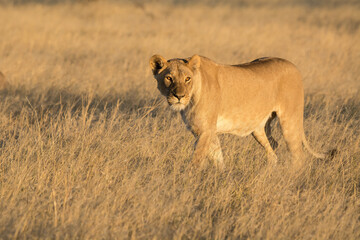 Lions in BWA