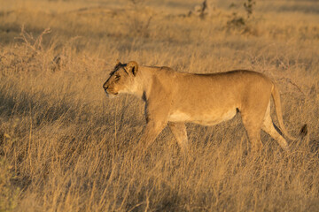 Lions in BWA