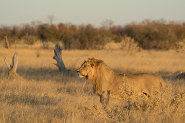 Lions in BWA