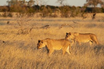 Lions in BWA