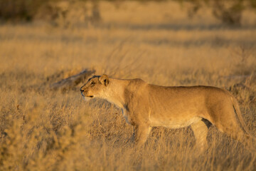 Lions in BWA