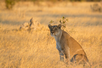 Lions in BWA