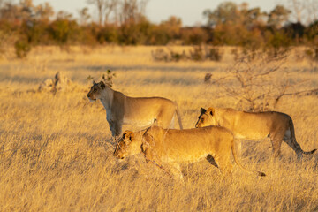 Lions in BWA