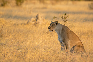 Lions in BWA