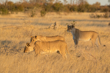 Lions in BWA