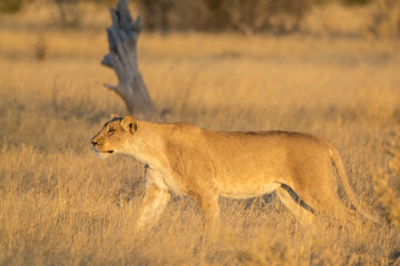 Lions in BWA