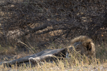 Lions in BWA