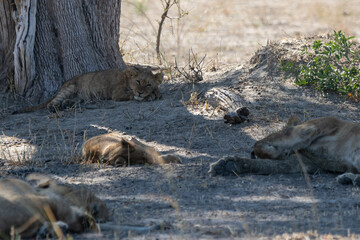 Fototapeta premium Lions in BWA