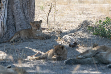 Lions in BWA