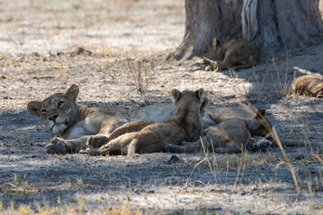 Lions in BWA