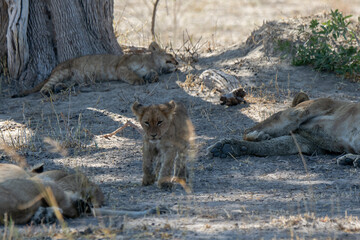Lions in BWA