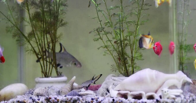 Colorful fish glide through a vibrant aquarium