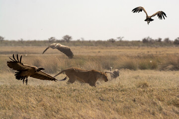 Lions in BWA