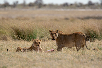 Lions in BWA