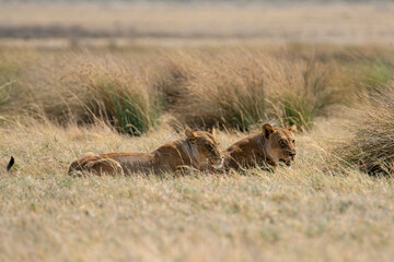 Lions in BWA