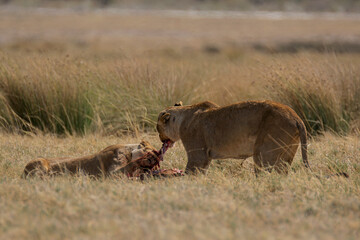 Lions in BWA
