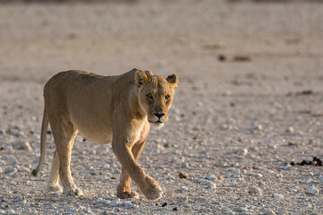 Lions in BWA