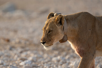 Lions in BWA