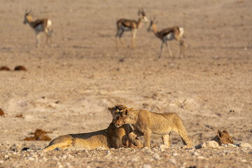 Lions in BWA
