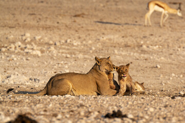 Lions in BWA
