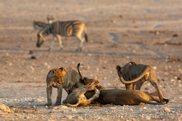 Lions in BWA