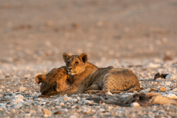 Lions in BWA