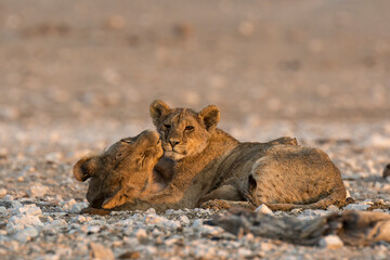 Lions in BWA