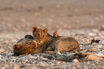 Lions in BWA