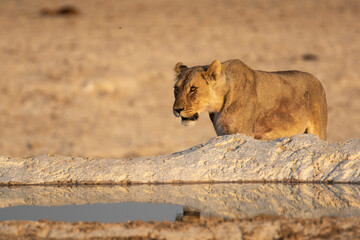 lions in BWA