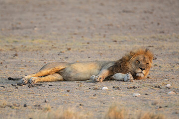 lions in BWA