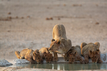 lions in BWA
