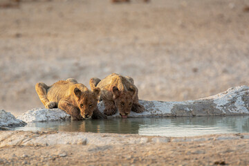 lions in BWA
