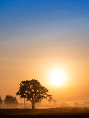 Obraz premium Fog Moving on The Soil Surface with The Silhouette Tree behind The Sunrise