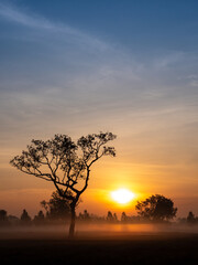 Fog Moving on The Soil Surface with The  Silhouette Tree behind The Sunrise
