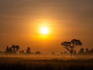 Fog Moving on The Soil Surface with The  Silhouette Tree behind The Sunrise
