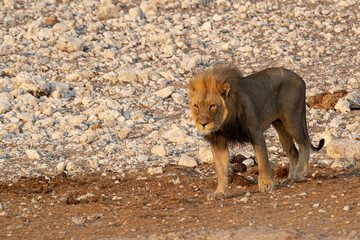 lions in BWA