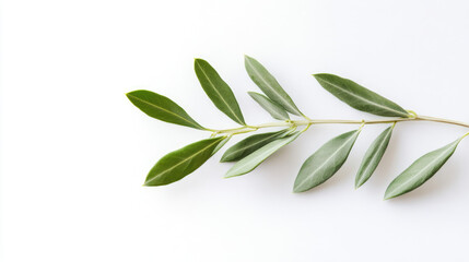 Isolated olive twig with bright green leaves on a pure white backdrop, ideal for health and nature visuals