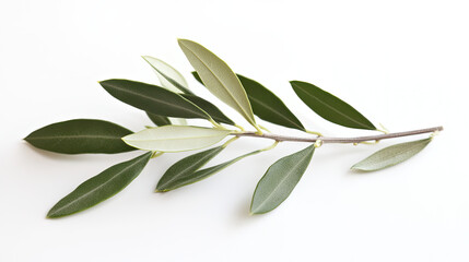 Obraz premium Isolated olive twig with green leaves on white, a simple and clean representation of nature's freshness