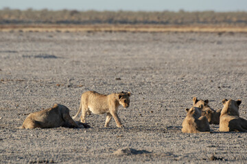 Lions in bwa