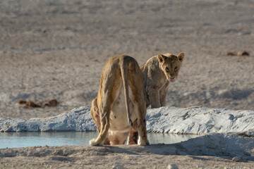 Lions in bwa
