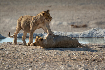 Lions in bwa
