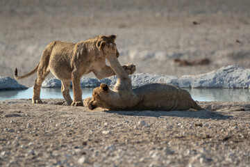 Lions in BWA